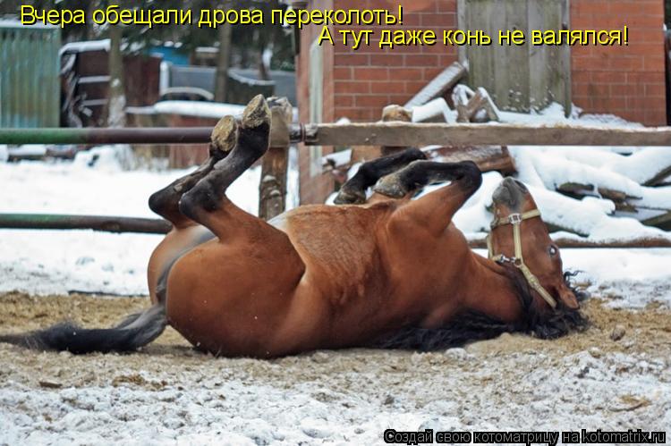 Котоматрица: Вчера обещали дрова переколоть! А тут даже конь не валялся!