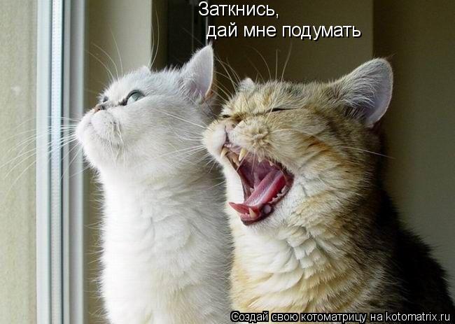 Котоматрица: дай мне подумать Заткнись,