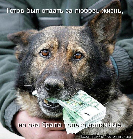 Котоматрица: Готов был отдать за любовь жизнь,  но она брала только наличные.