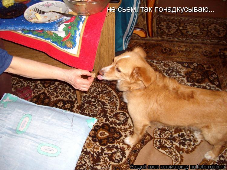 не сьем, так понадкусываю...... Котоматрица: не сьем, так понадкусываю...