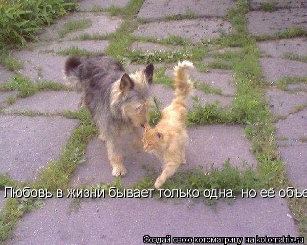 Любовь в жизни бывает только одна, но её объект постоянно меняется...... Котоматрица: Любовь в жизни бывает только одна, но её объект постоянно меняется...
