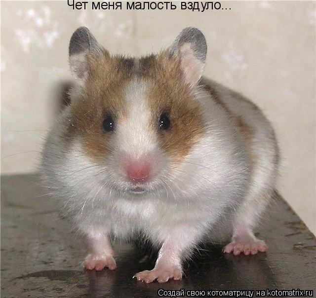 Чет меня малость вздуло...... Котоматрица: Чет меня малость вздуло...