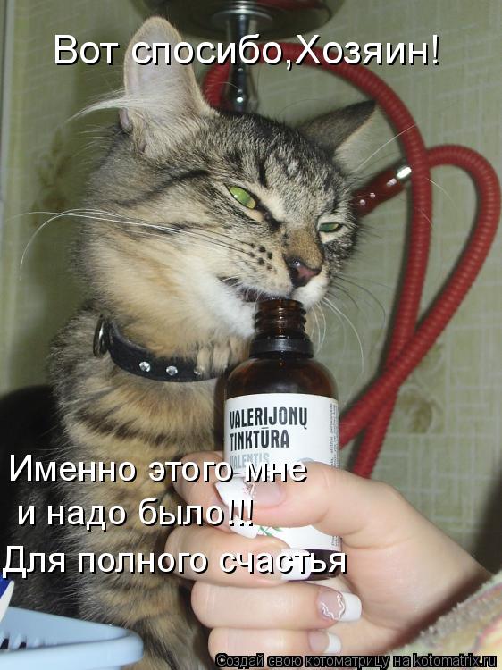 Вот спосибо,Хозяин! Именно этого мне и надо было!!! Для полного счастья... Котоматрица: Вот спосибо,Хозяин! Именно этого мне и надо было!!! Для полного счастья