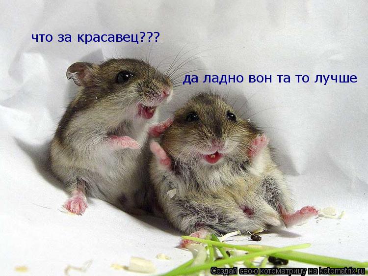 что за красавец??? да ладно вон та то лучше... Котоматрица: что за красавец??? да ладно вон та то лучше