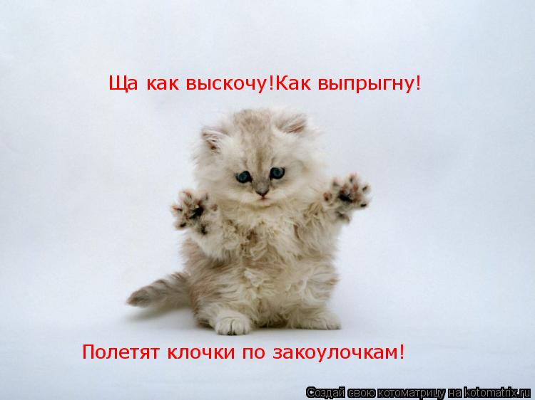 Ща как выскочу!Как выпрыгну! Полетят клочки по закоулочкам!... Котоматрица: Ща как выскочу!Как выпрыгну! Полетят клочки по закоулочкам!