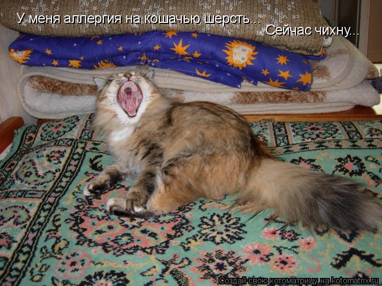 У меня аллергия на кошачью шерсть... Сейчас чихну...... Котоматрица: У меня аллергия на кошачью шерсть... Сейчас чихну...