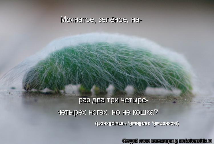 Котоматрица: Мохнатое, зелёное, на- раз два три четыре- четырёх ногах, но не кошка? (мохнатый, зелёный, четырёхног!)