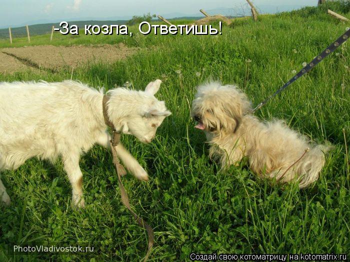 -За козла, Ответишь!... Котоматрица: -За козла, Ответишь!