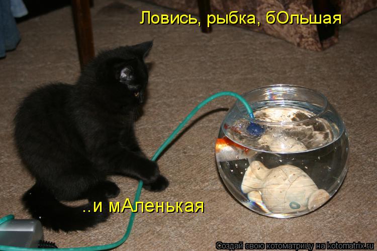 Котоматрица: Ловись, рыбка, бОльшая  ..и мАленькая