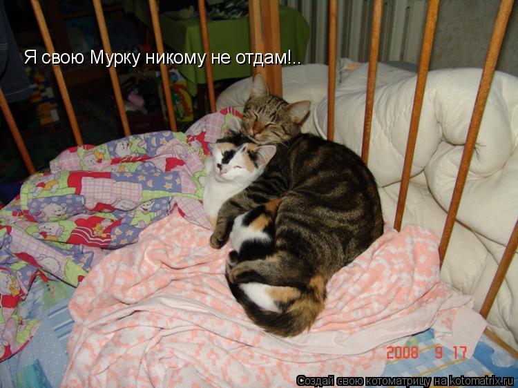 Я свою Мурку никому не отдам!..... Котоматрица: Я свою Мурку никому не отдам!..