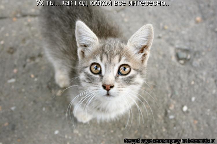Ух ты...как под юбкой все интересно...... Котоматрица: Ух ты...как под юбкой все интересно...