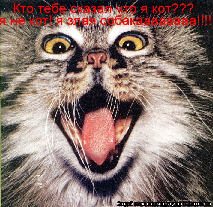 Кто тебе сказал что я кот??? я не кот! я злая собакаааааааа!!!!!... Котоматрица: Кто тебе сказал что я кот??? я не кот! я злая собакаааааааа!!!!!