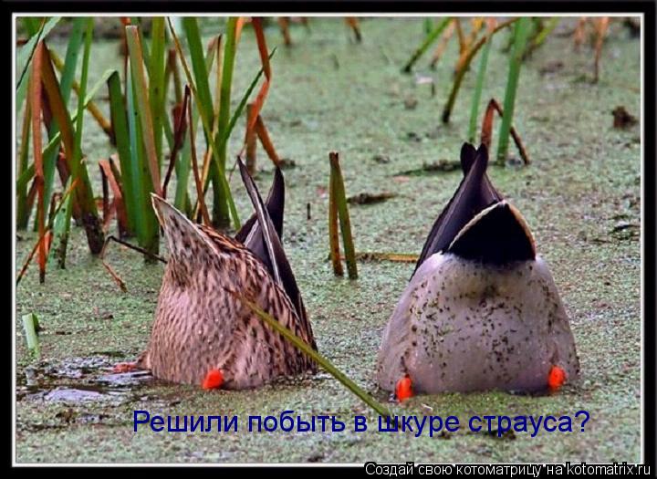 Котоматрица: Решили побыть в шкуре страуса?