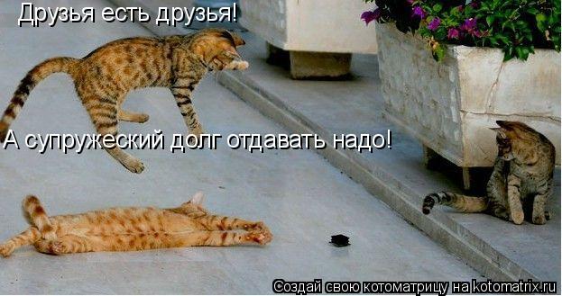Друзья есть друзья! А супружеский долг отдавать надо!... Котоматрица: Друзья есть друзья! А супружеский долг отдавать надо!