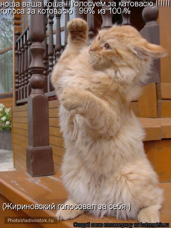 ноша ваша коша !!! голосуем за катовасю !!!!!! голоса за котовасю : 99% из 100 % (Жириновский голосо... Котоматрица: ноша ваша коша !!! голосуем за катовасю !!!!!! голоса за котовасю : 99% из 100 % (Жириновский голосовал за себя )