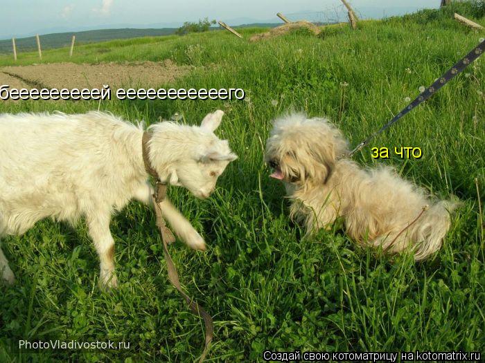 бееееееееей ееееееееееего за что... Котоматрица: бееееееееей ееееееееееего за что