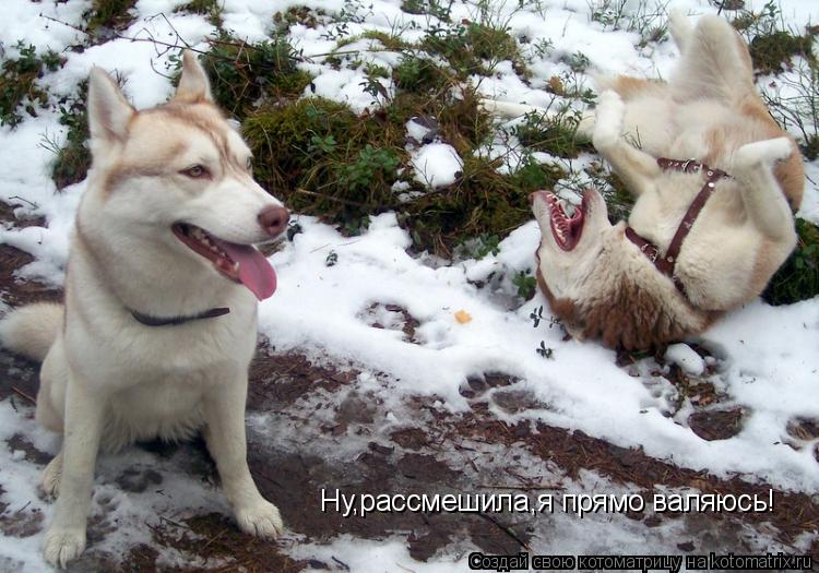 Ну,рассмешила,я прямо валяюсь!... Котоматрица: Ну,рассмешила,я прямо валяюсь!