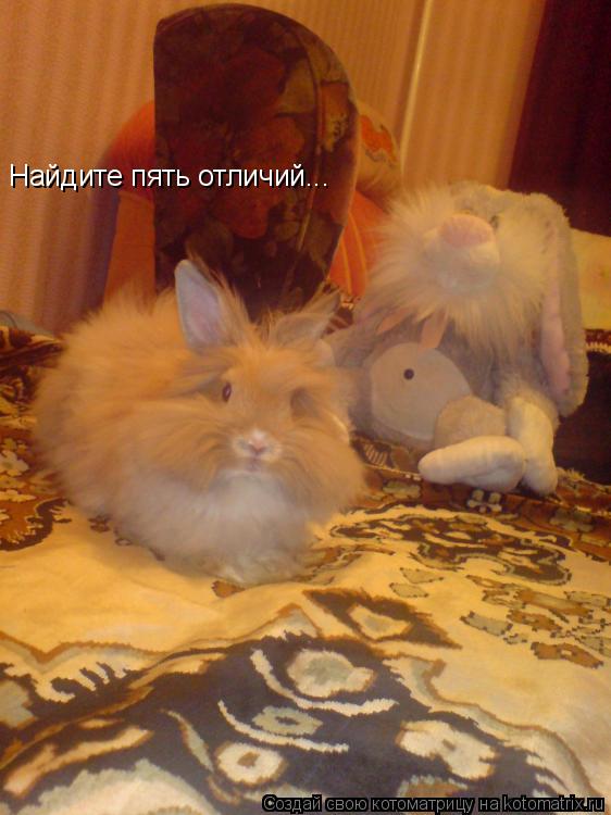 Найдите пять отличий...... Котоматрица: Найдите пять отличий...