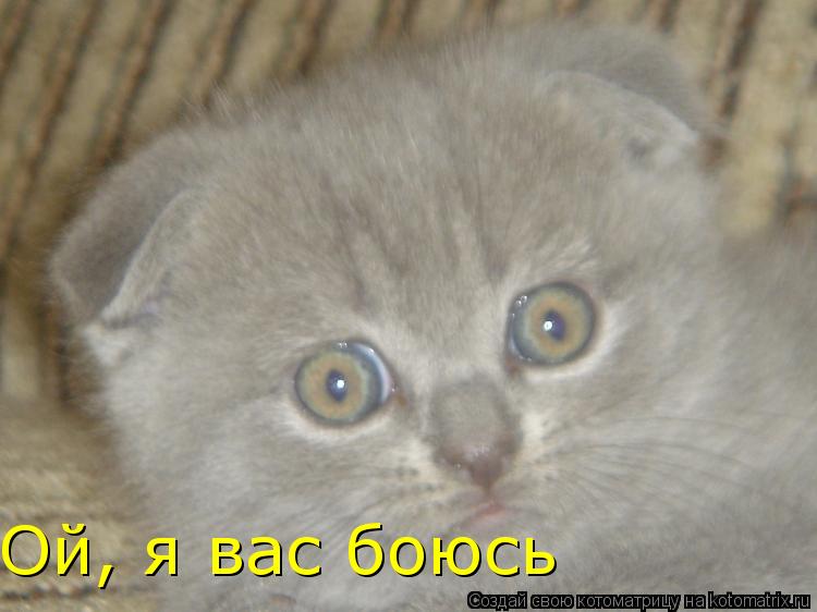 Ой, я вас боюсь... Котоматрица: Ой, я вас боюсь