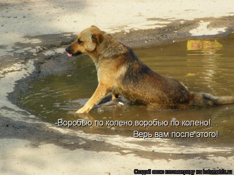 -Воробью по колено,воробью по колено!... Верь вам после этого!... Котоматрица: -Воробью по колено,воробью по колено!... Верь вам после этого!