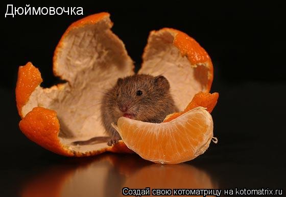 Дюймовочка... Котоматрица: Дюймовочка