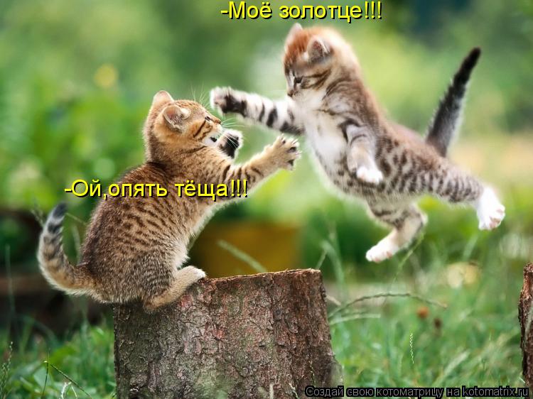 -Моё золотце!!! -Ой,опять тёща!!!... Котоматрица: -Моё золотце!!! -Ой,опять тёща!!!