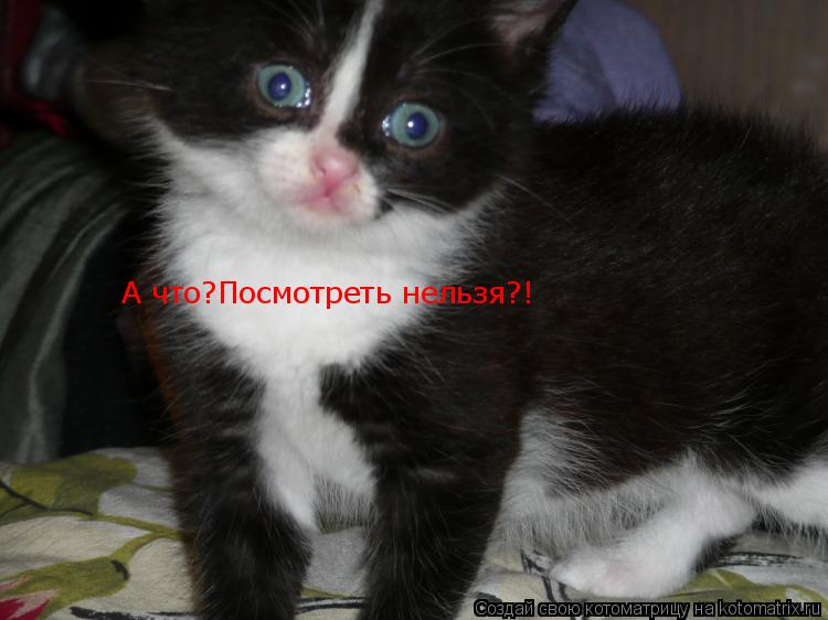 А что?Посмотреть нельзя?!... Котоматрица: А что?Посмотреть нельзя?!
