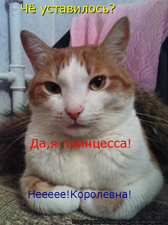 Чё уставилось? Да,я принцесса! Неееее!Королевна!... Котоматрица: Чё уставилось? Да,я принцесса! Неееее!Королевна!