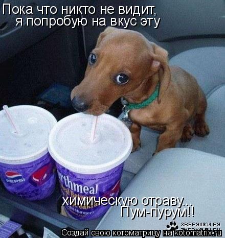 Пока что никто не видит, я попробую на вкус эту химическую отраву... Пум-пурум!!... Котоматрица: Пока что никто не видит, я попробую на вкус эту химическую отраву... Пум-пурум!!