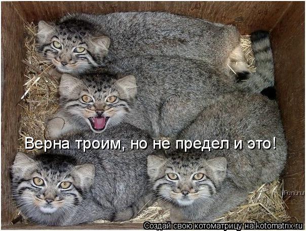 Верна троим, но не предел и это!... Котоматрица: Верна троим, но не предел и это!