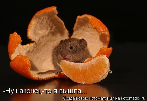 -Ну наконец-то я вышла...... Котоматрица: -Ну наконец-то я вышла...