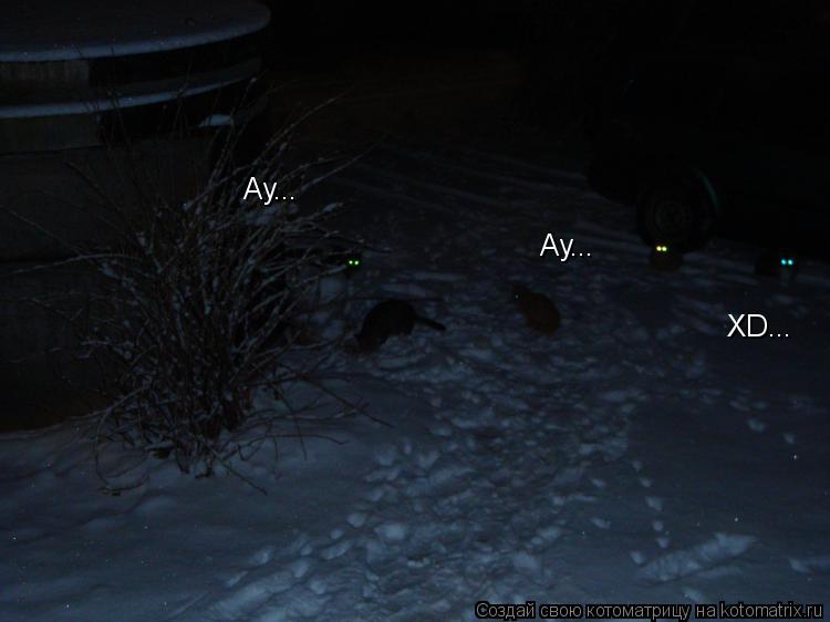 Ау... Ау... XD...... Котоматрица: Ау... Ау... XD...