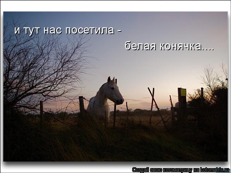 и тут нас посетила - белая конячка....... Котоматрица: и тут нас посетила - белая конячка....