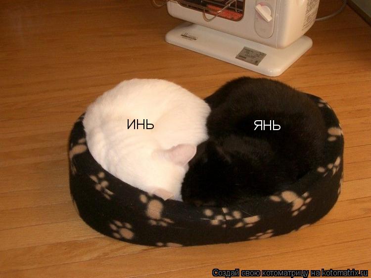 ИНЬ ЯНЬ... Котоматрица: ИНЬ ЯНЬ