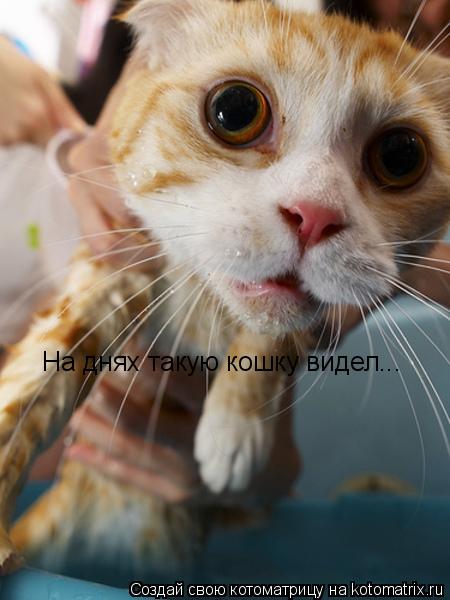 На днях такую кошку видел...... Котоматрица: На днях такую кошку видел...