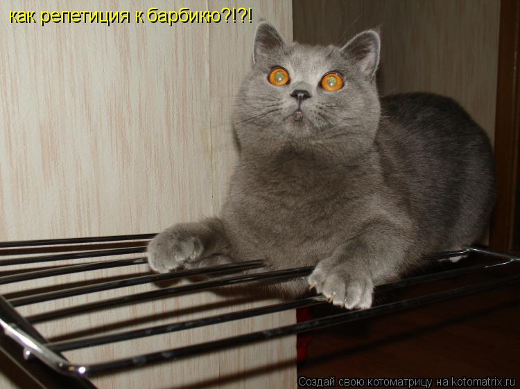 как репетиция к барбикю?!?!... Котоматрица: как репетиция к барбикю?!?!
