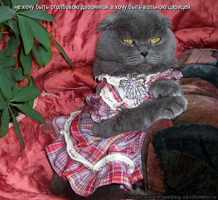 не хочу быть столбовою дворянкой,а хочу быть вольною царицей... Котоматрица: не хочу быть столбовою дворянкой,а хочу быть вольною царицей