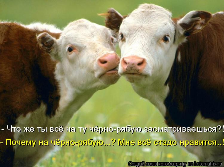 - Что же ты всё на ту чёрно-рябую засматриваешься?! - Почему на чёрно-рябую...? Мне всё стадо нравитс... Котоматрица: - Что же ты всё на ту чёрно-рябую засматриваешься?! - Почему на чёрно-рябую...? Мне всё стадо нравится..!