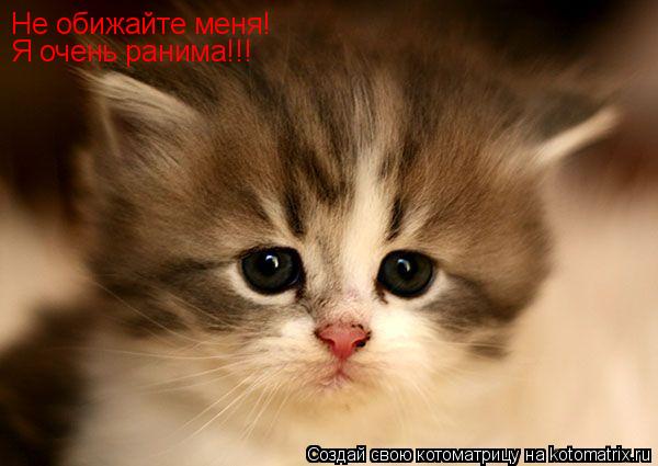 Не обижайте меня! Я очень ранима!!!... Котоматрица: Не обижайте меня! Я очень ранима!!!