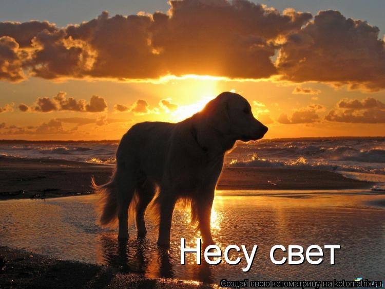 Несу свет... Котоматрица: Несу свет