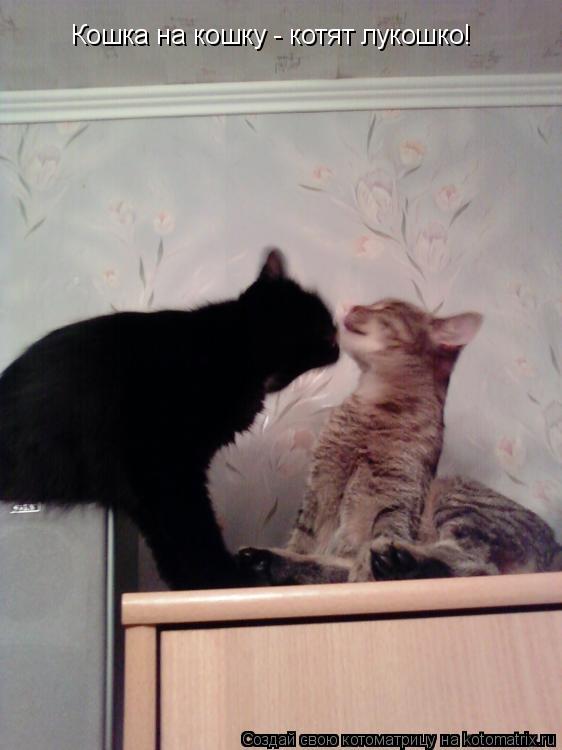 Кошка на кошку - котят лукошко!... Котоматрица: Кошка на кошку - котят лукошко!