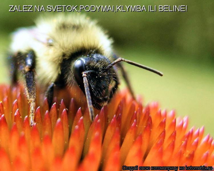 ZALEZ NA SVETOK,PODYMAI,KLYMBA ILI BELINE!... Котоматрица: ZALEZ NA SVETOK,PODYMAI,KLYMBA ILI BELINE!