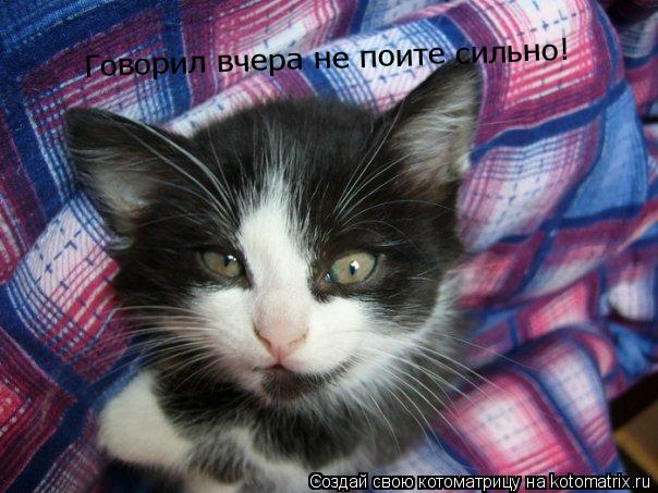 Говорил вчера не поите сильно!... Котоматрица: Говорил вчера не поите сильно!