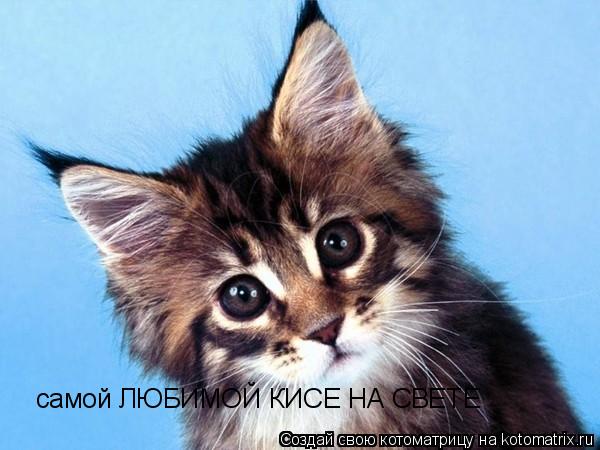 самой ЛЮБИМОЙ КИСЕ НА СВЕТЕ... Котоматрица: самой ЛЮБИМОЙ КИСЕ НА СВЕТЕ