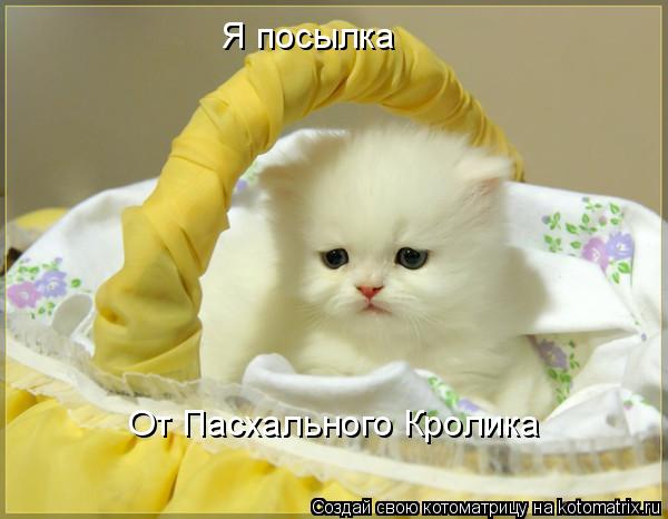 Я посылка От Пасхального Кролика... Котоматрица: Я посылка От Пасхального Кролика