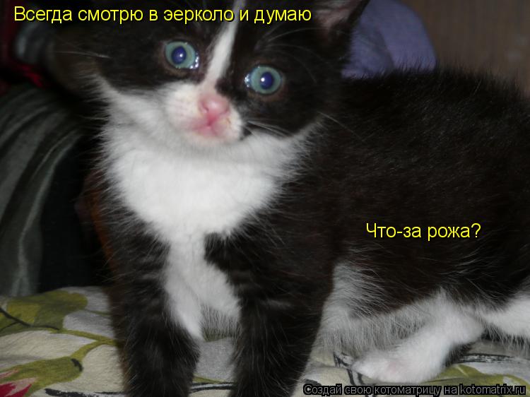 Всегда смотрю в эерколо и думаю Что-за рожа?... Котоматрица: Всегда смотрю в эерколо и думаю Что-за рожа?