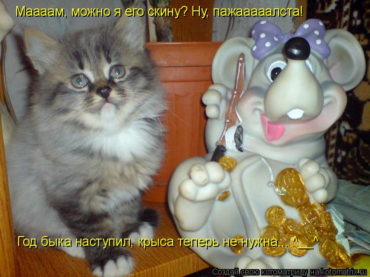Маааам, можно я его скину? Ну, пажааааалста! Год быка наступил, крыса теперь не нужна... ^__^... Котоматрица: Маааам, можно я его скину? Ну, пажааааалста! Год быка наступил, крыса теперь не нужна... ^__^