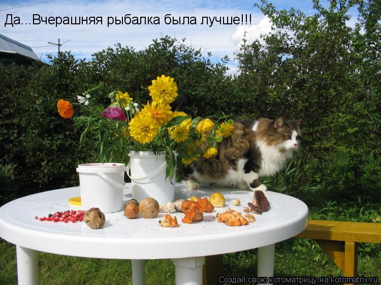 Да...Вчерашняя рыбалка была лучше!!!... Котоматрица: Да...Вчерашняя рыбалка была лучше!!!