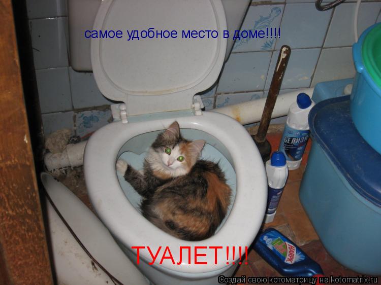 самое удобное место в доме!!!! ТУАЛЕТ!!!!... Котоматрица: самое удобное место в доме!!!! ТУАЛЕТ!!!!