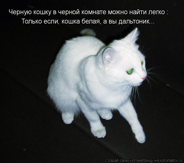 Черную кошку в черной комнате можно найти легко : Только если, кошка белая, а вы дальтоник...... Котоматрица: Черную кошку в черной комнате можно найти легко : Только если, кошка белая, а вы дальтоник...